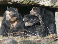 Especies de osos