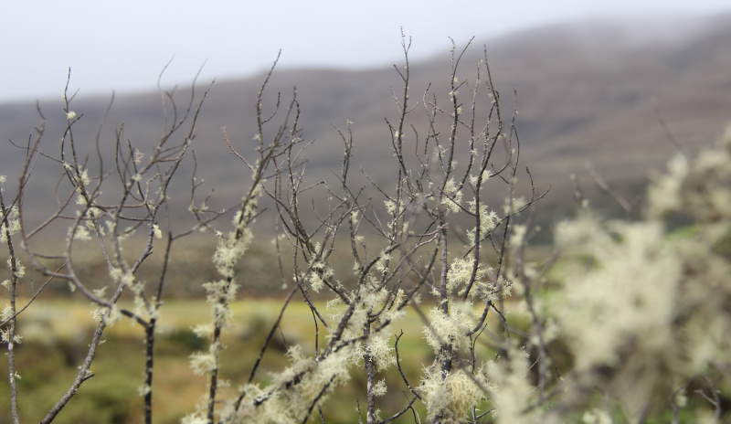 Paisaje de Sumapaz. Ramas sin flores u hojas pero con nacimientos de musgo.