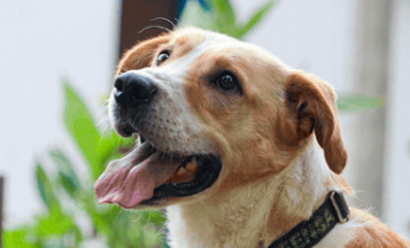 Jornada de adopción, aprendizaje y cuidado de los animales abandonados