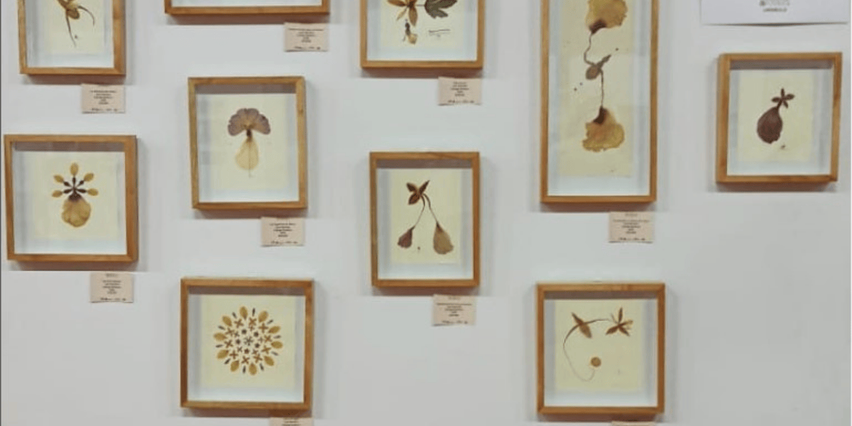 Cuadros de varias flores 