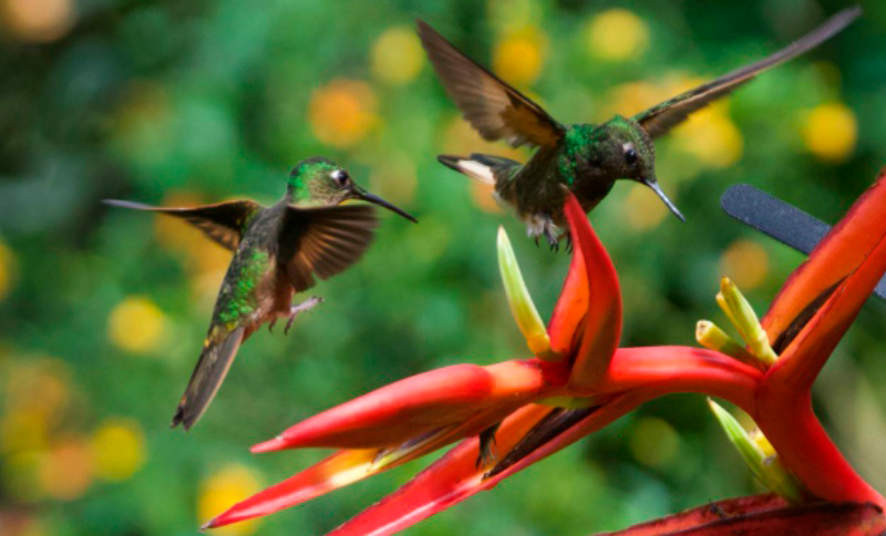 Bogotá honrará el legado del sabio Mutis para celebrar el Día de la Biodiversidad colombiana