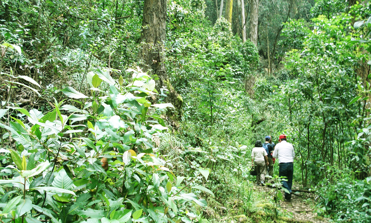 Caminata Ecológica