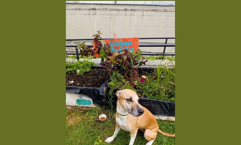 perro en huerta