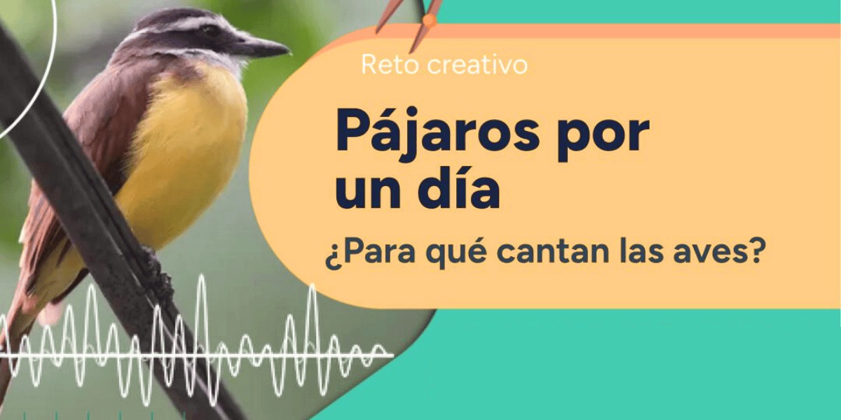 Afiche de pájaros.