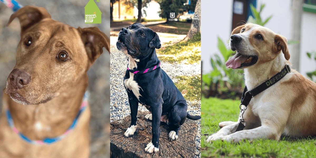 Imágenes de tres perros para adoptar