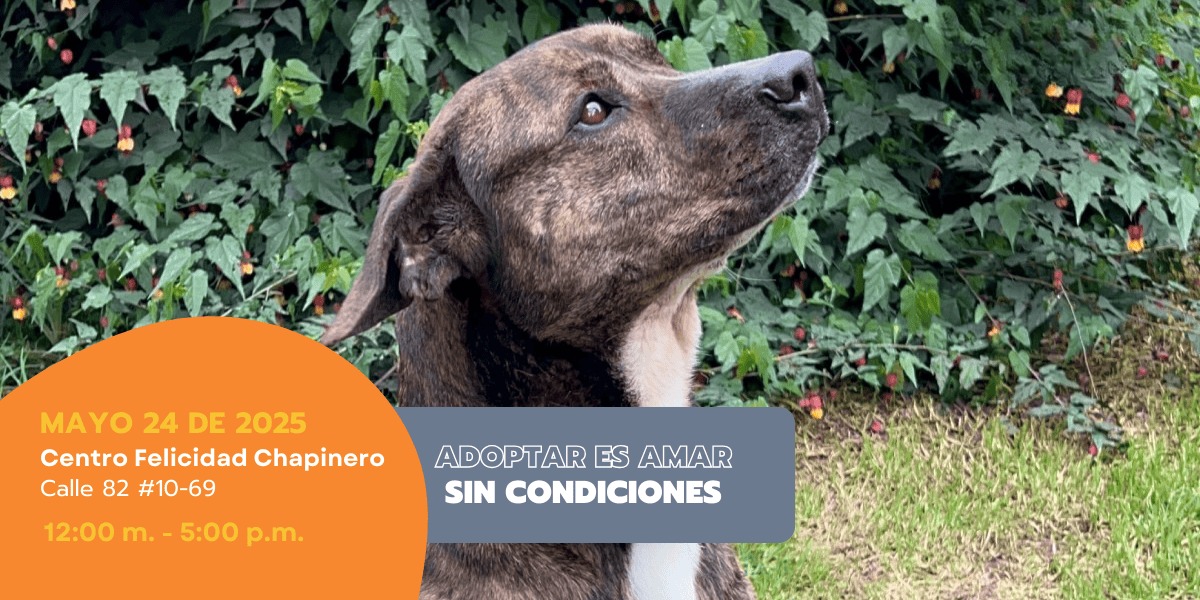 Afiche de la jornada de adopción.