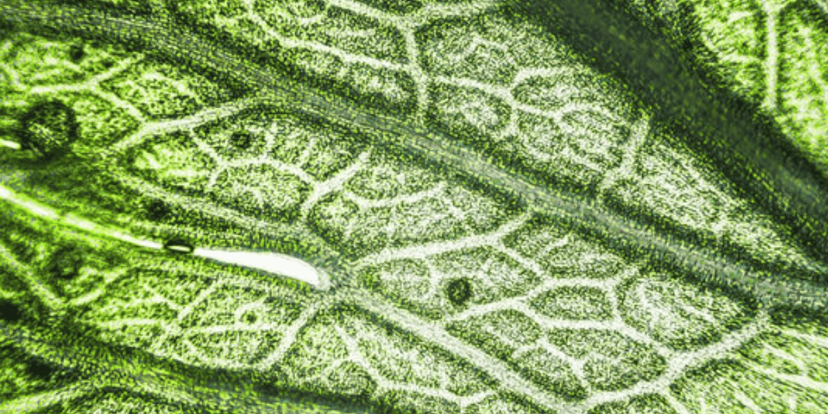 Visión aumentada de una planta