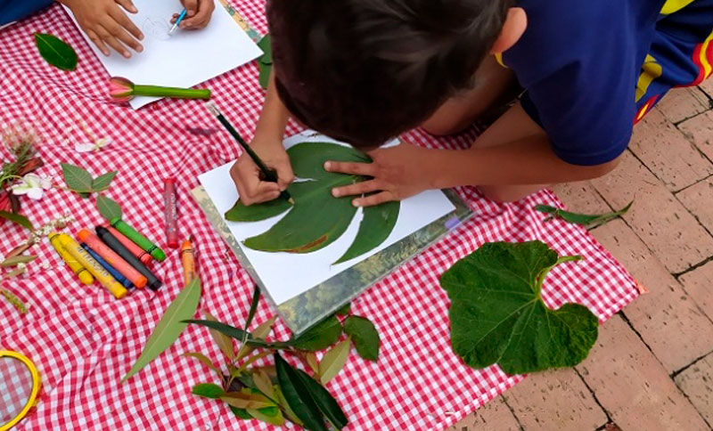Niño dibujando una planta en un papel
