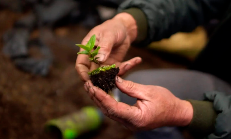 Matiné con el Cine Suma Paz - plantas en las manos