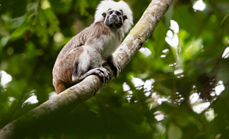Primate subido en un árbol