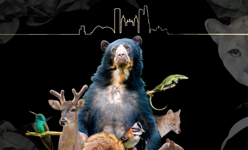 Descubre la fauna que habita Bogotá