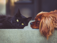 Un gato negro y un perro café