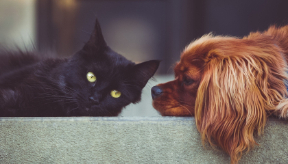 Un gato negro y un perro café