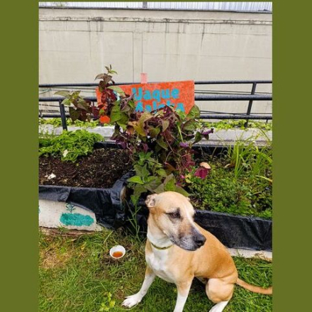perro en huerta