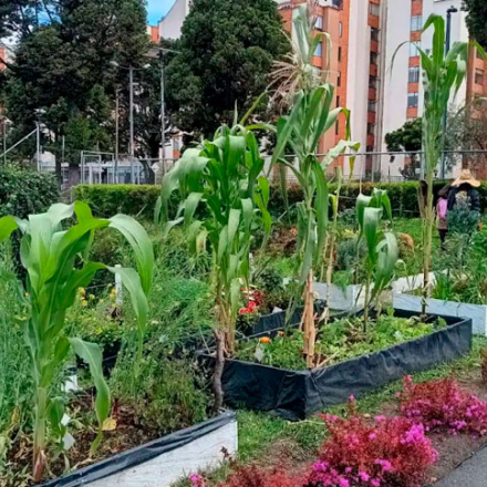 Minga por la huerta: manos que suman
