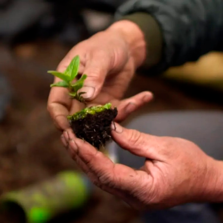 Matiné con el Cine Suma Paz - plantas en las manos