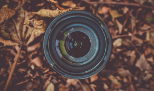 Lente de una cámara enfocado en un primer plano sobre hojas secas