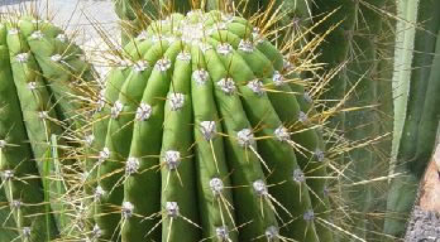 Cactus y Suculentas Exoticas Bogotá