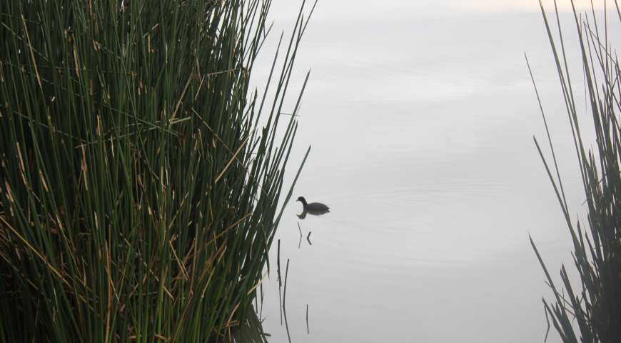 Aves que habitan los humedales de Bogotá