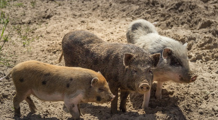 Cuento de los tres cerditos, Los 3 cochinitos