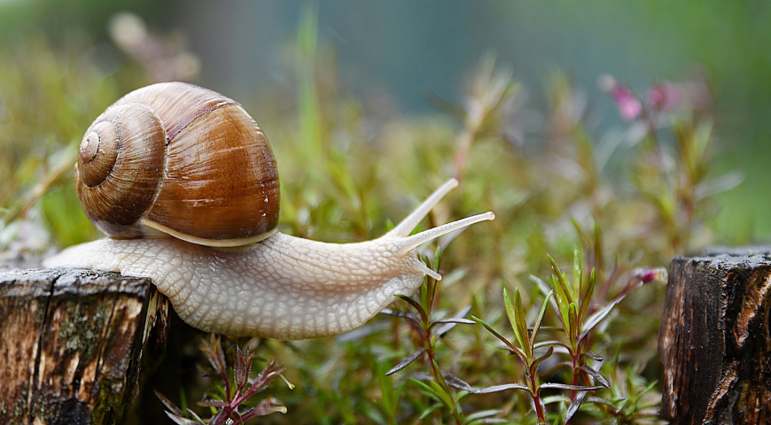 Un caracol sobre un tronco